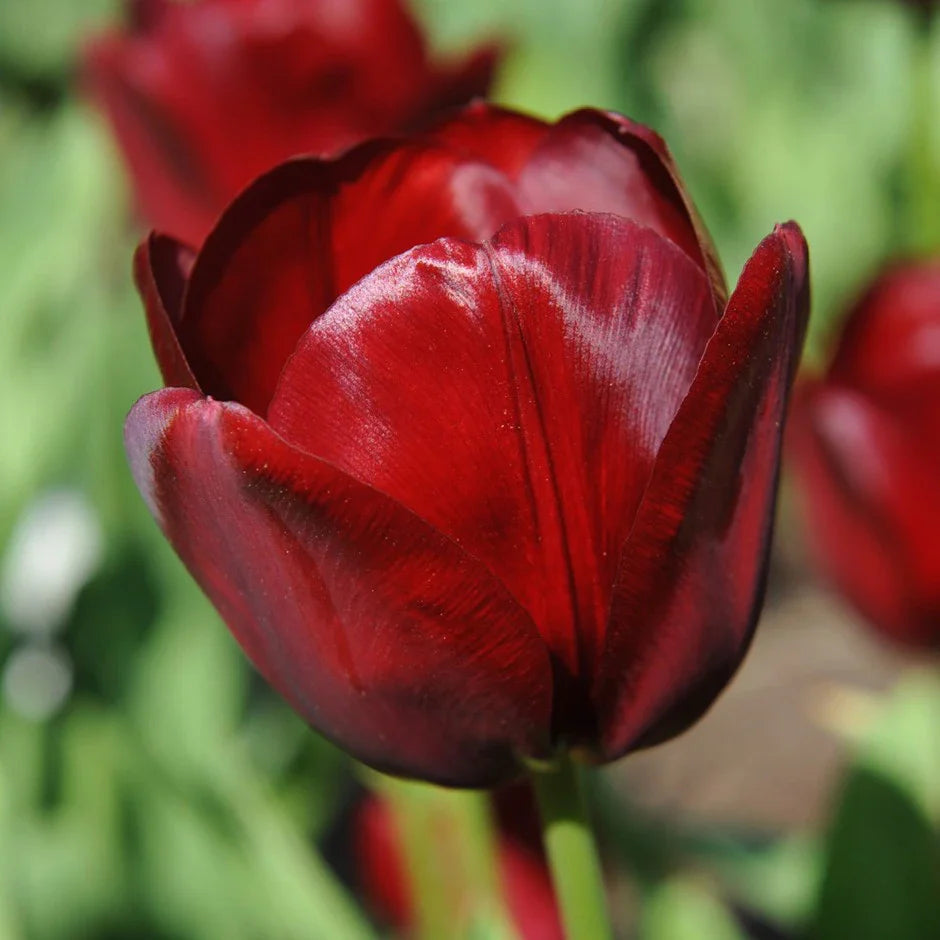 Maroon Tulip flower seeds