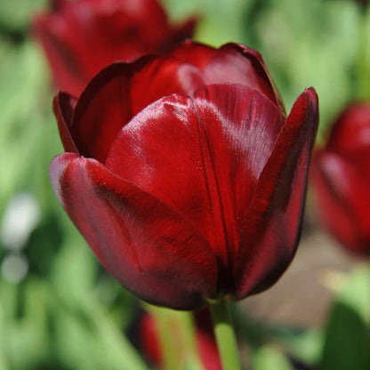 Maroon Tulip flower seeds