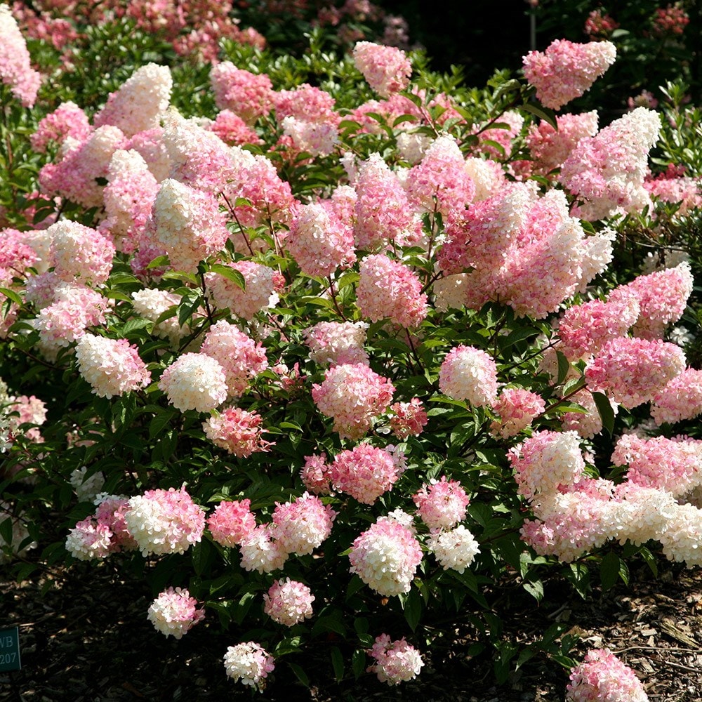 Pink Vanilla flower seeds
