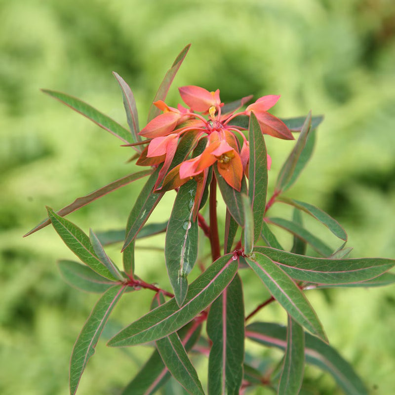 Euphorbia griffithii Flower Seeds for Planting – Heirloom Non-GMO Garden Seeds
