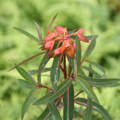 Euphorbia griffithii Flower Seeds for Planting – Heirloom Non-GMO Garden Seeds