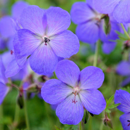 Blue Geranium Flower Seeds for Planting – Heirloom Non-GMO Garden Seeds