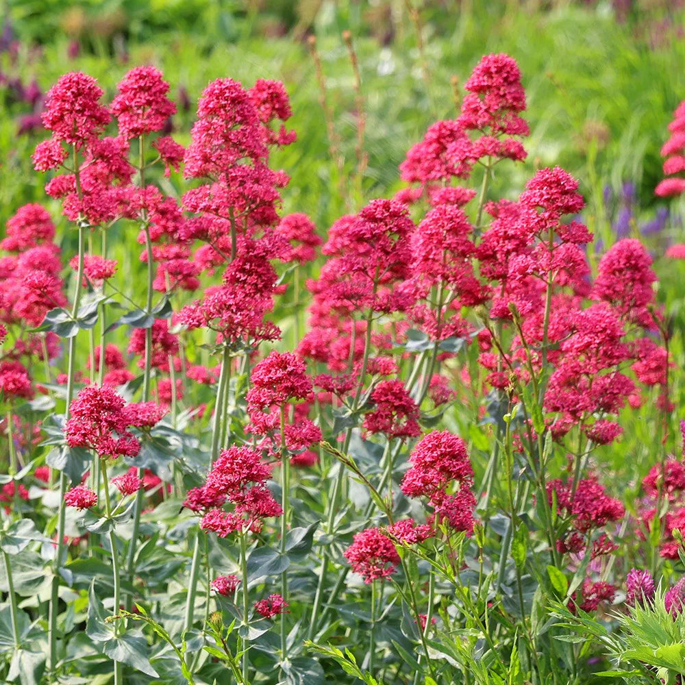 Red Valerian flower seeds