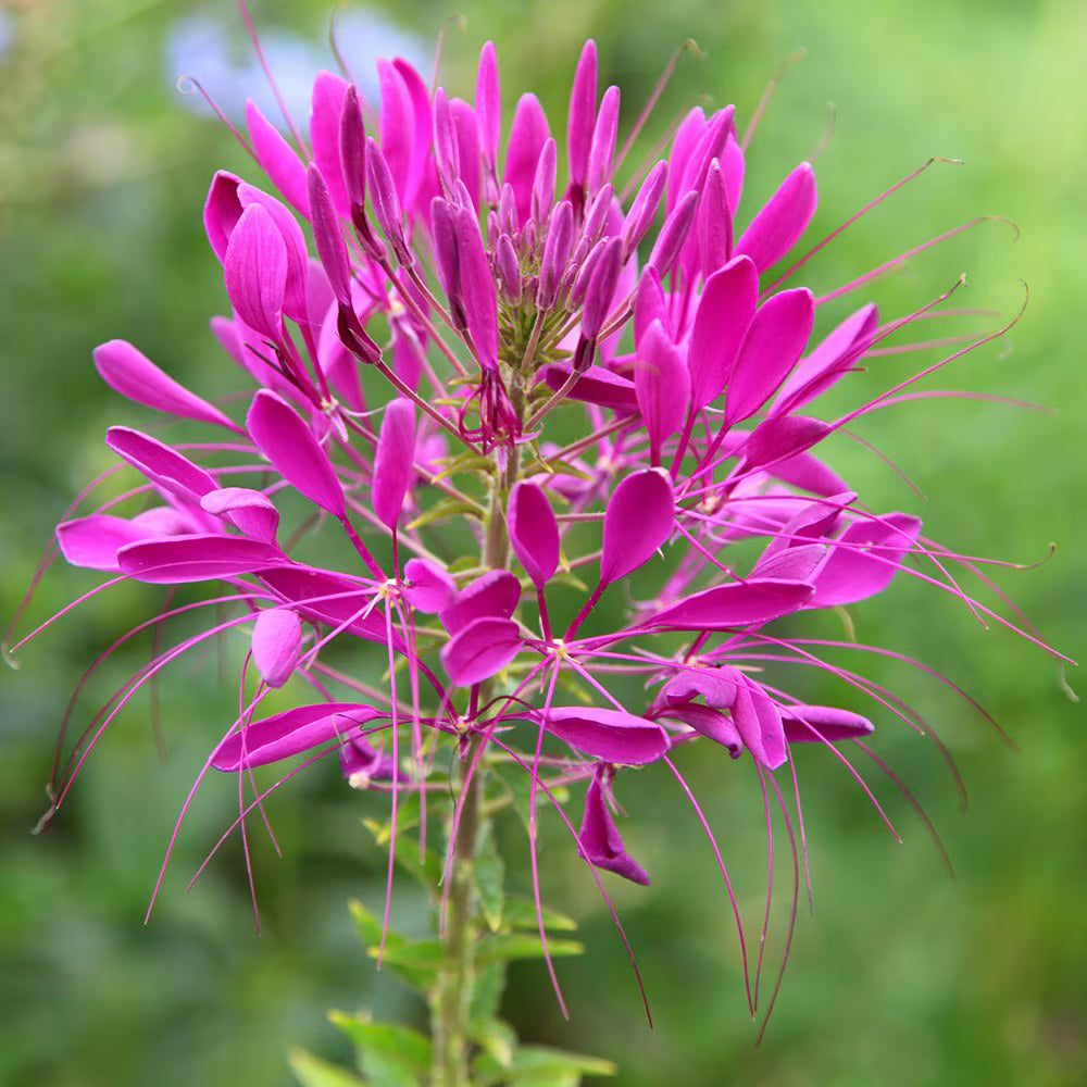 Cleome flower seeds