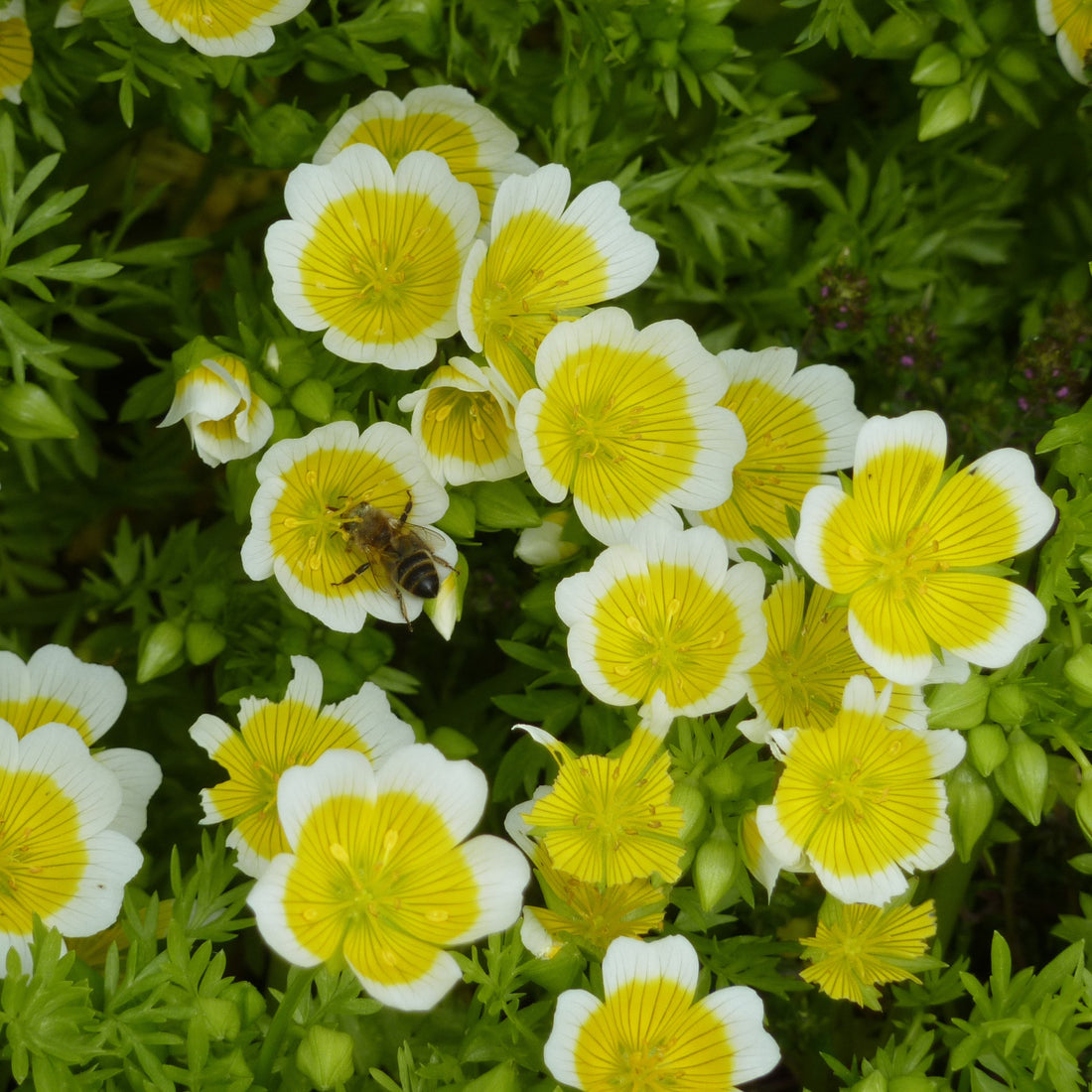 White Yellow flower seeds