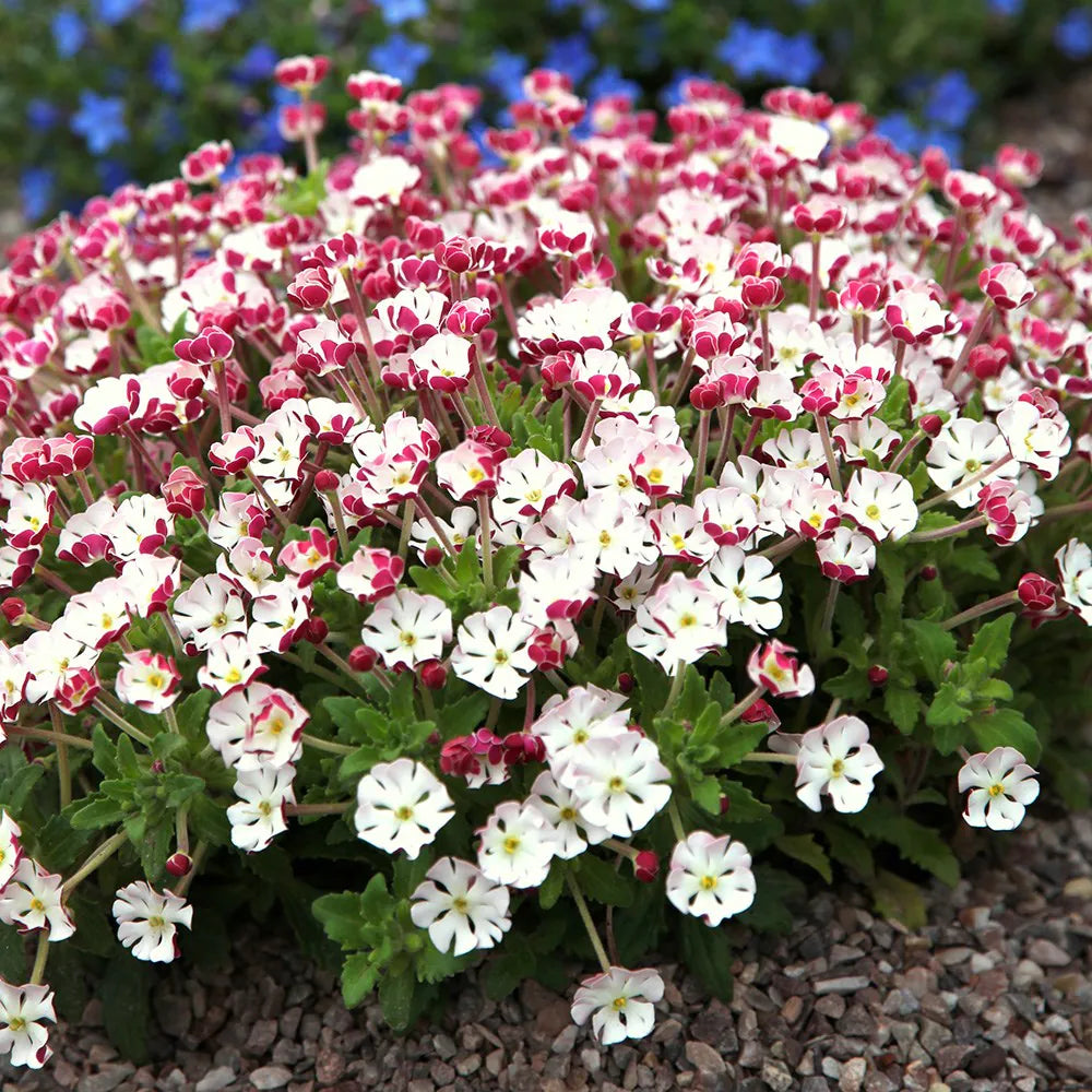 White Zaluzianskya flower seeds