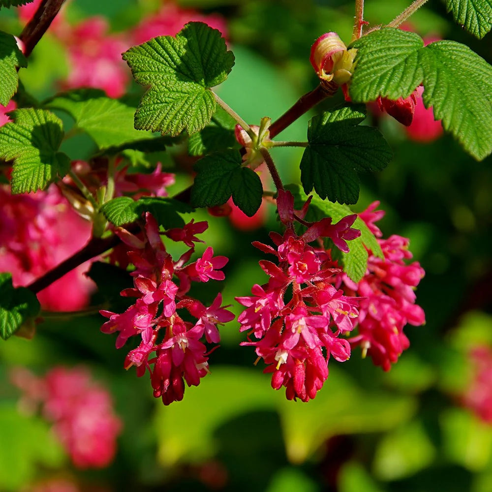 Pink Ribes flower seeds