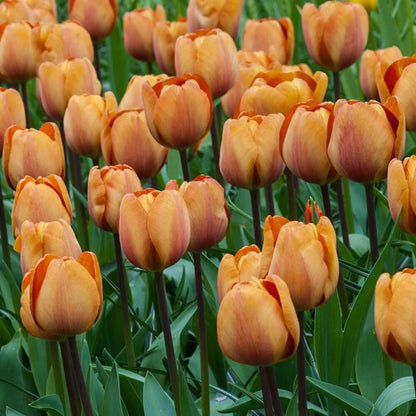 Brown Tulip plant