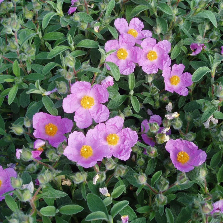 Lavender Creticus flower seeds