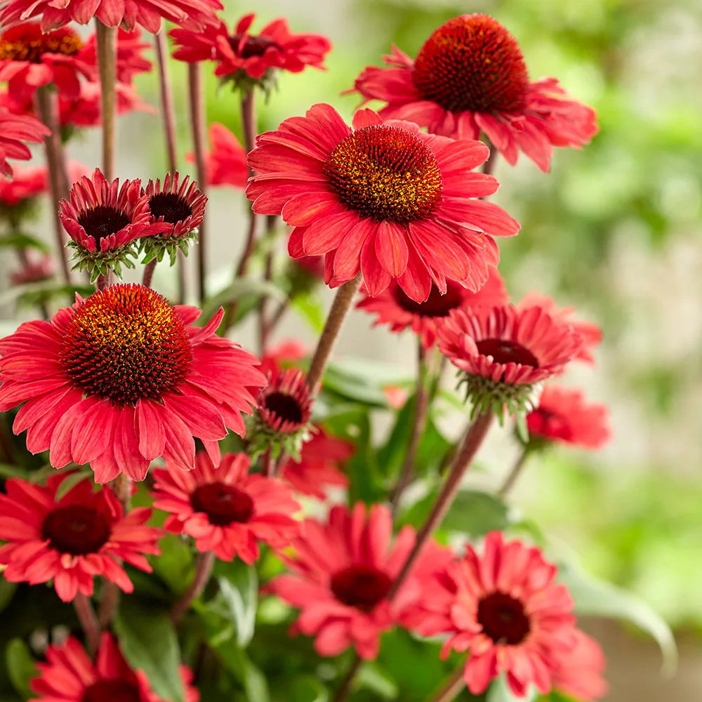 Echinacea Coneflower flower seeds