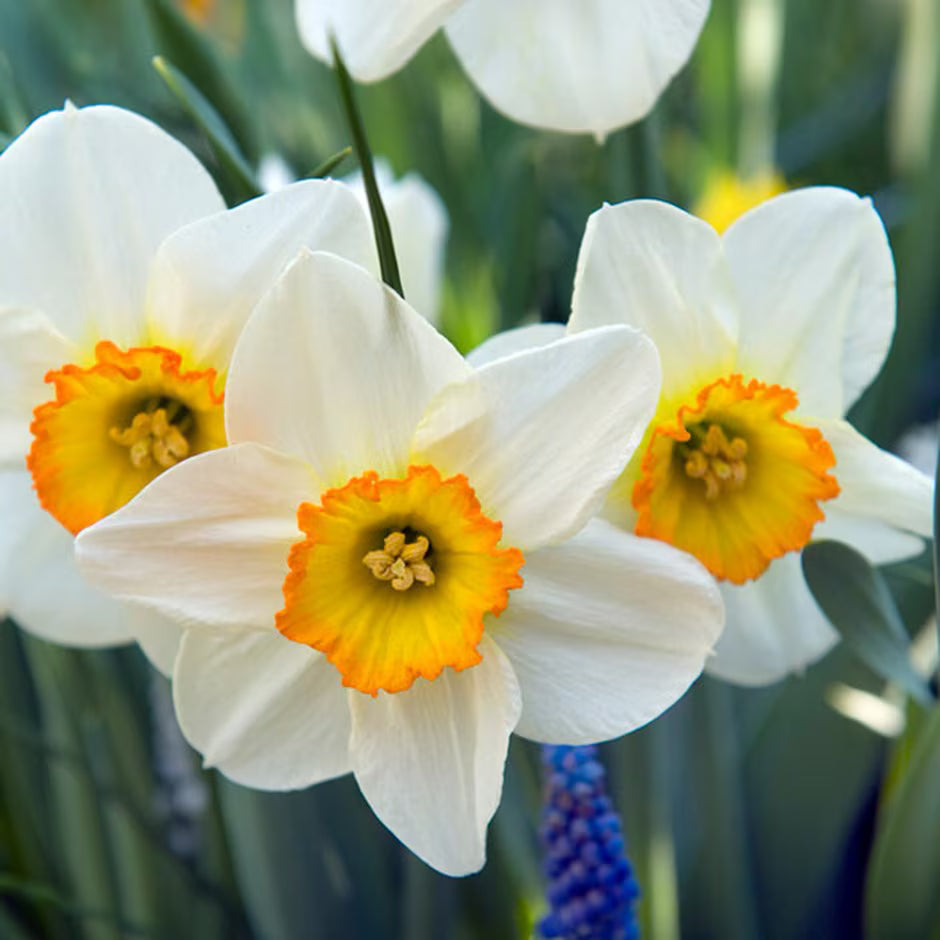 Daffodil Narcissus flower seeds