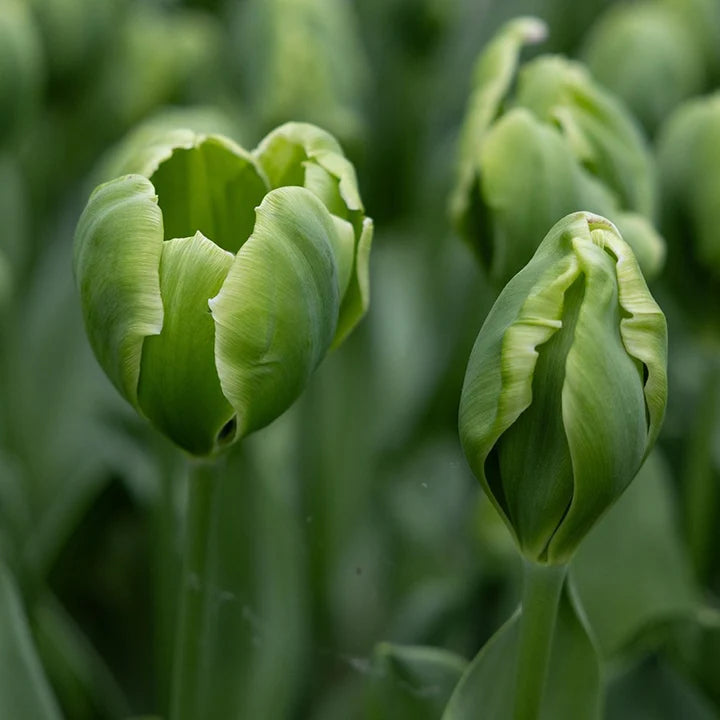 Green Tulip flower seeds