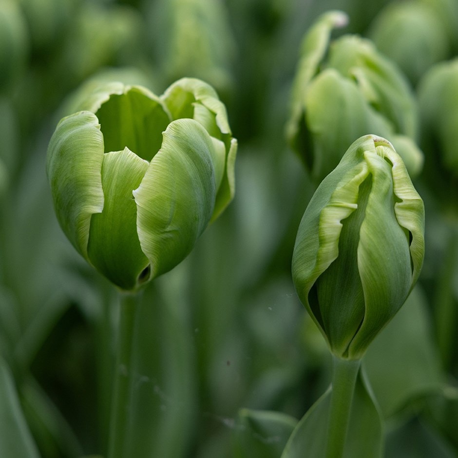 Green Tulip flower seeds