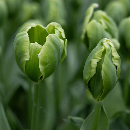 Green Tulip flower seeds