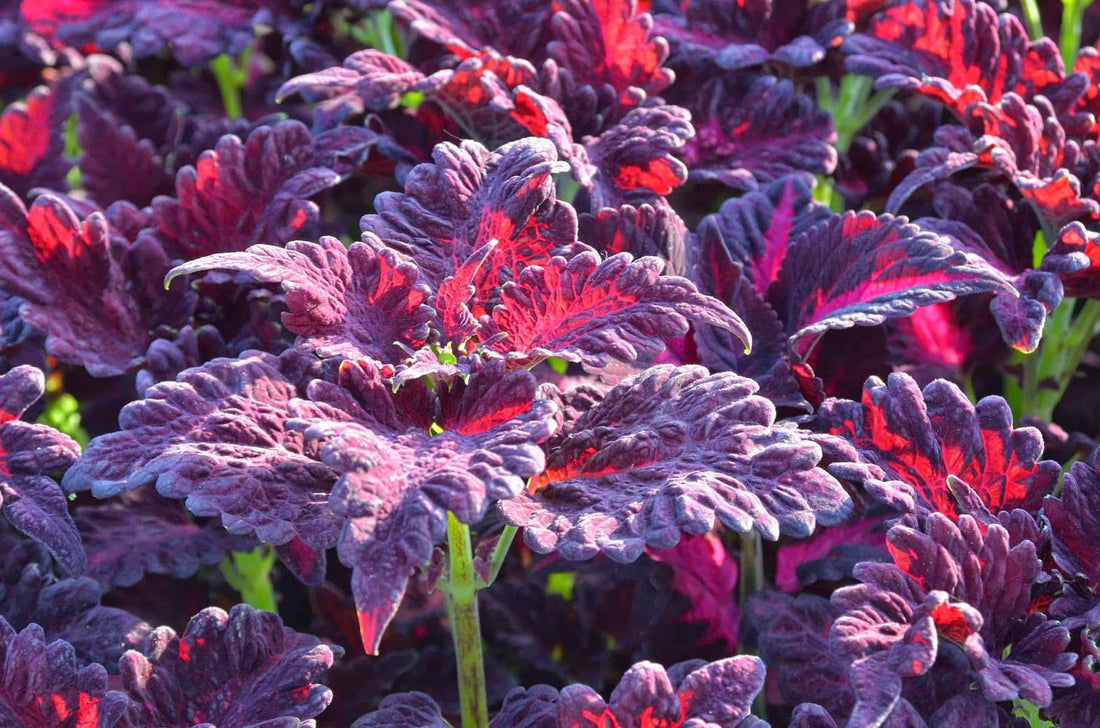 Red Dragon flower seeds