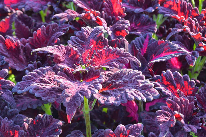 Red Dragon flower seeds