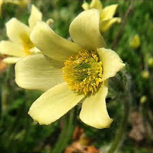 Yellow Anemone flower seeds
