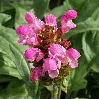 Grandiflora Rubra flower seeds