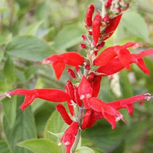 Pineapple Sage plant