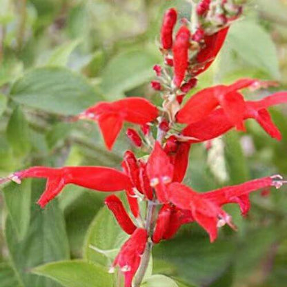 Pineapple Sage plant