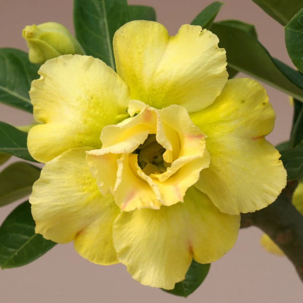 Light Lemon flower seeds