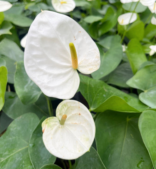 White Anthurium flower seeds