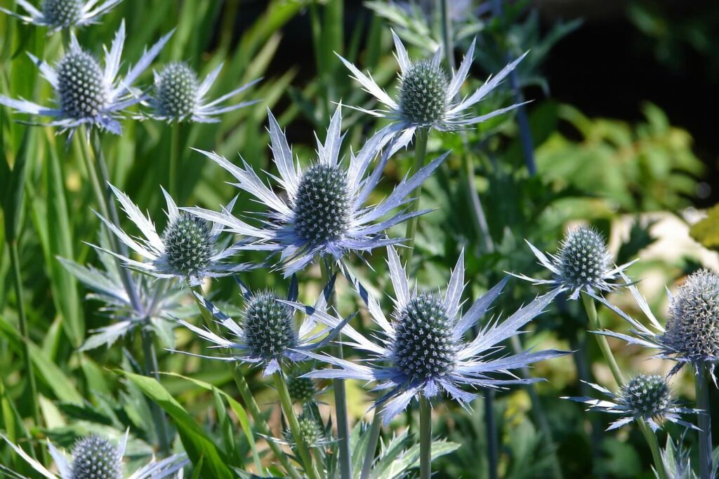 Blue Eryngo flower seeds