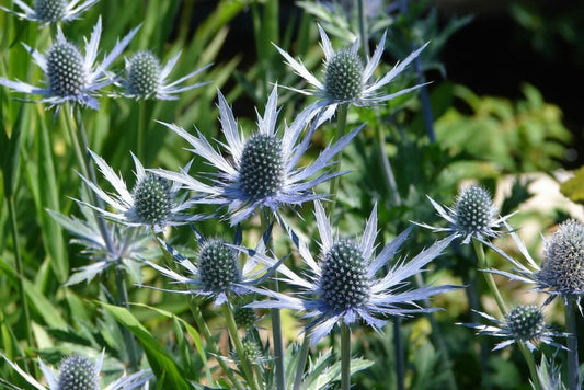 Blue Eryngo flower seeds