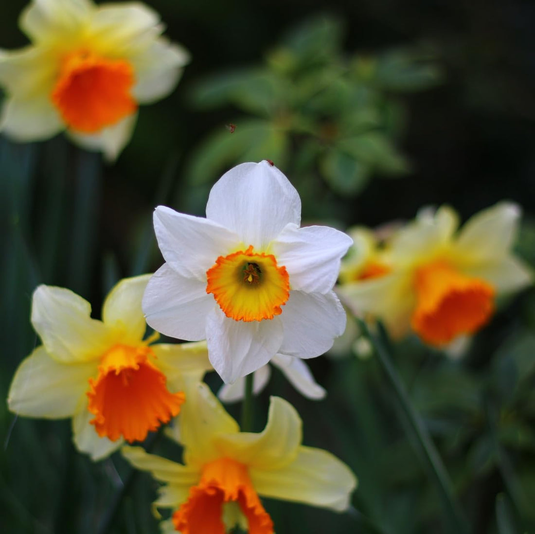 White Orange flower seeds