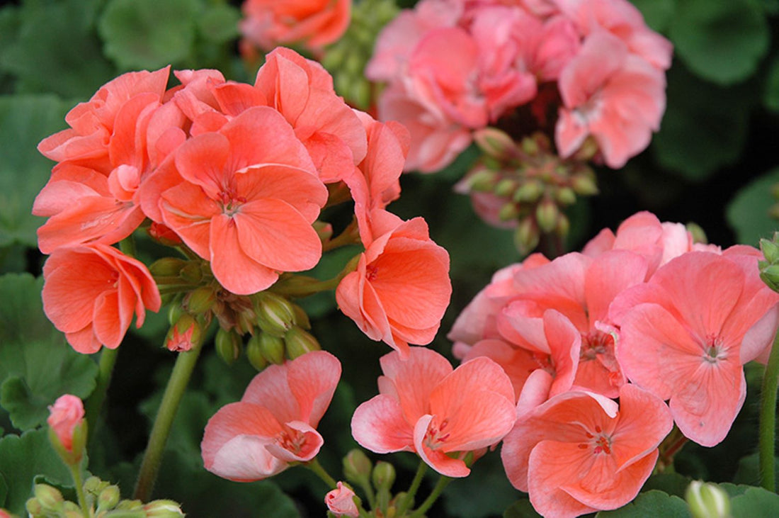Light Orange flower seeds