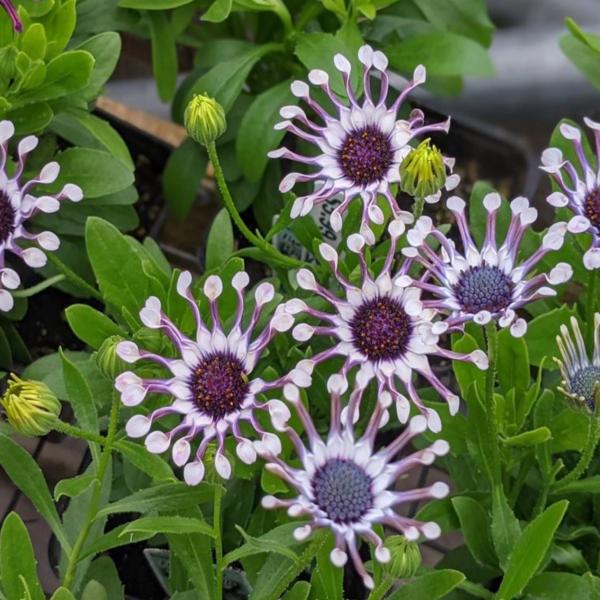 Multicolor Osteospermum flower seeds