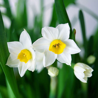 Narcissus flower seeds