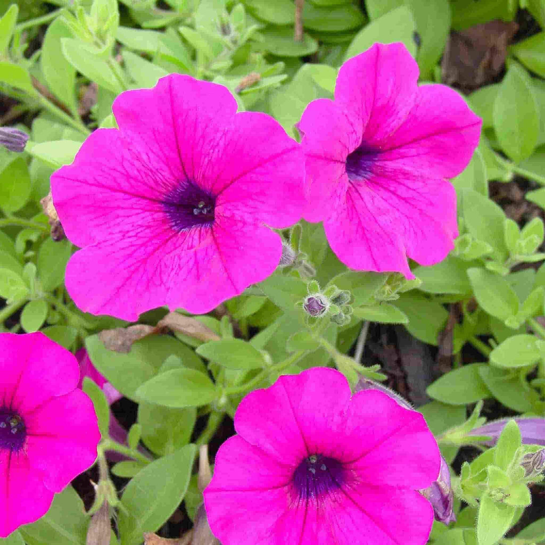 Pink Petunia flower seeds