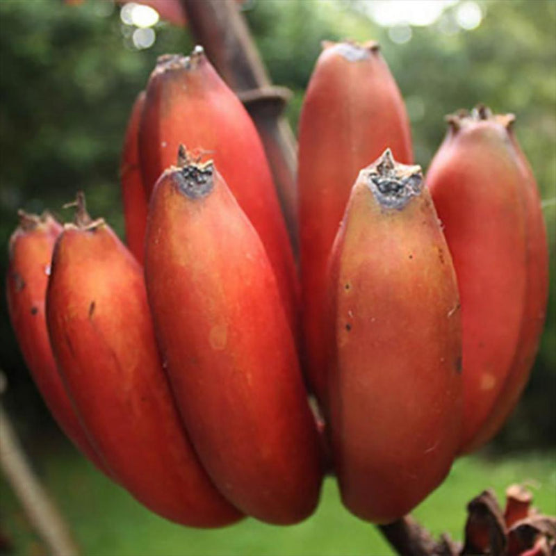 Red Banana Fruit Seeds for Planting – Heirloom Non-GMO Garden Seeds