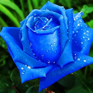 Deep Blue flower seeds