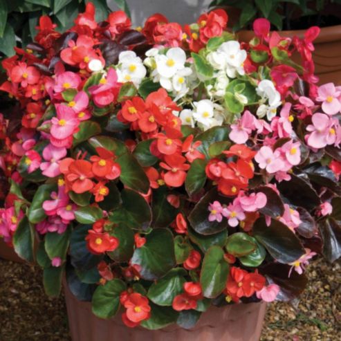 Begonia flower seeds