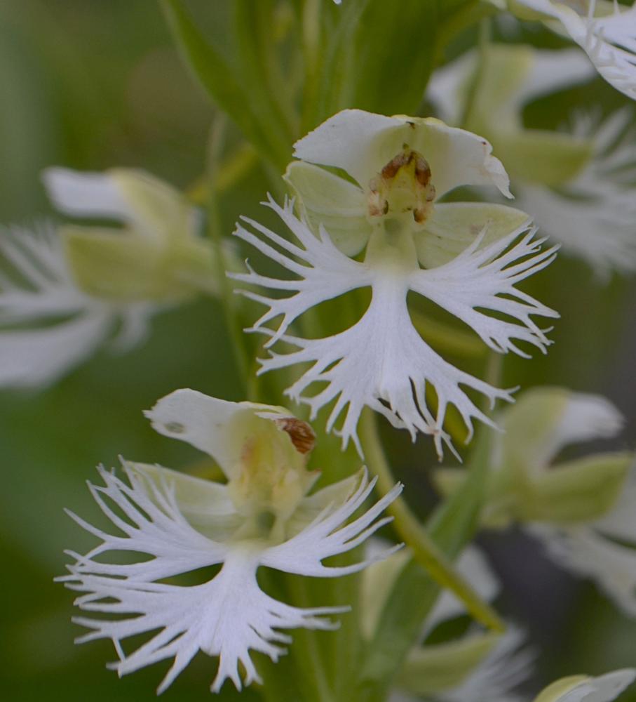 Fringed Orchid flower seeds