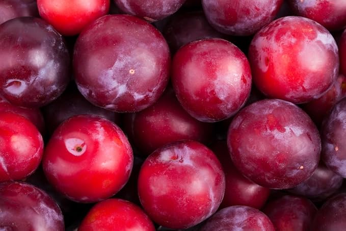 Plum Prunus domestica Fruit Seeds for Planting – Heirloom Plum Tree Seeds