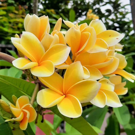 Yellow Frangipani flower seeds