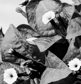 Black Bougainvillea plant