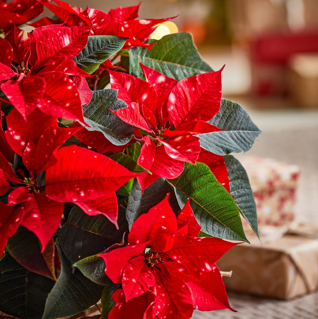 Red Poinsettia flower seeds