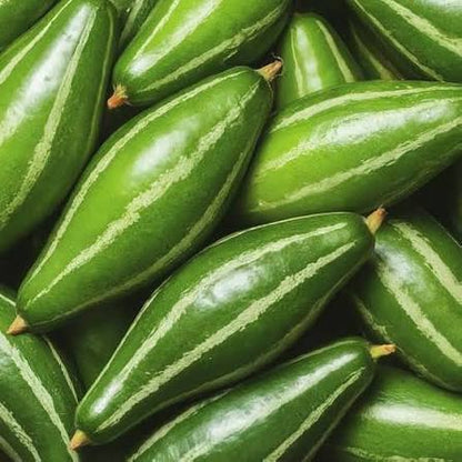 pointed Gourd Plant with Heart Shaped Leaves