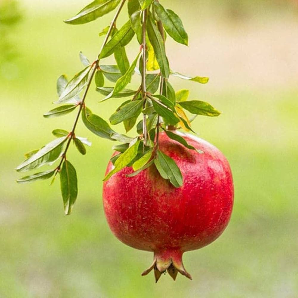 pomegranate seeds
