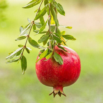 pomegranate seeds