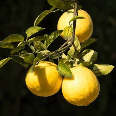 Ponderosa Lemon Tree seeds for planting – heirloom Non-GMO citrus garden variety
