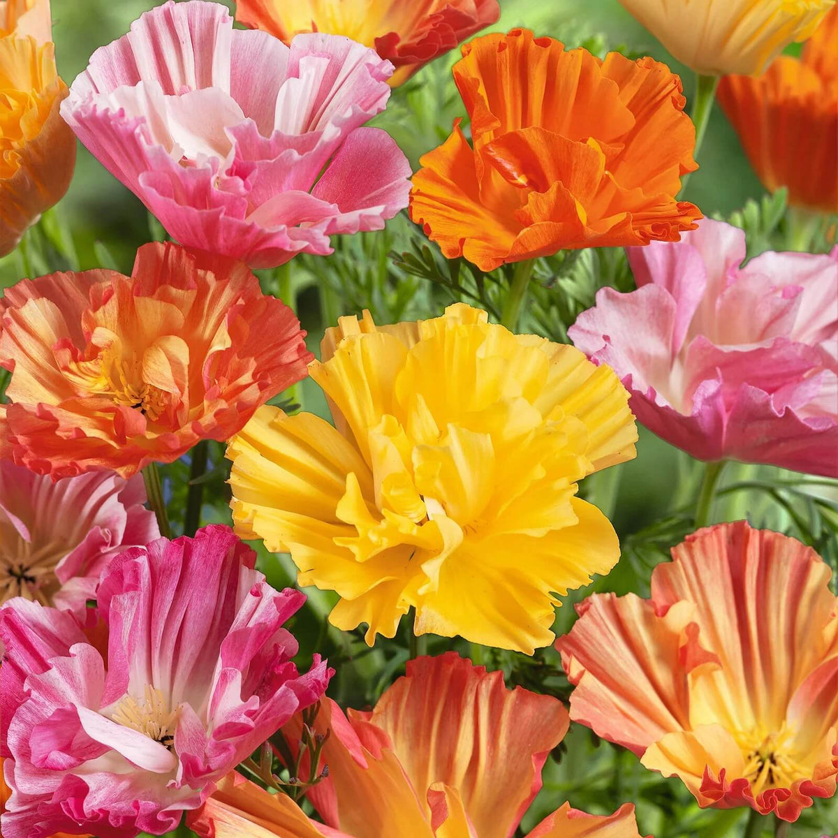 Ballerina Mix Poppy plant