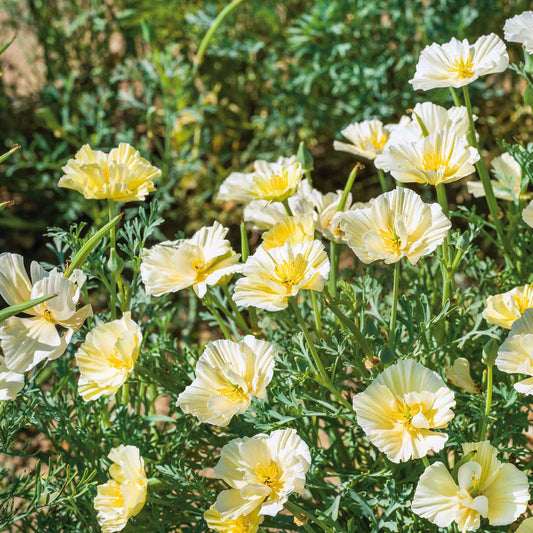 Yellow White flower seeds