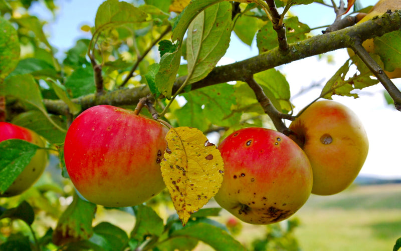 Red and Yellow Apple Fruit Seeds for Planting – Heirloom Non-GMO Garden Seeds