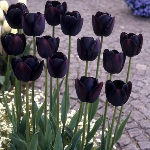 Burgundy Tulip flower seeds