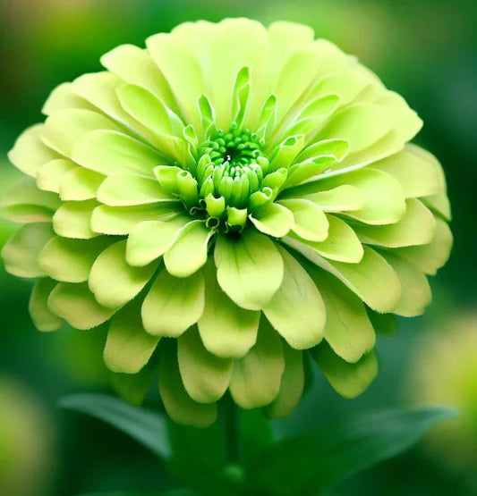 Dark Green flower seeds